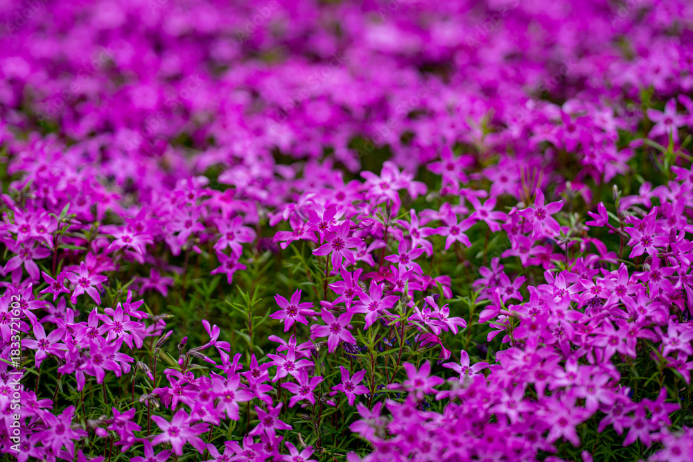 Obraz premium Moss phlox. Blossom flowers background. Spring background. Natural bloom floral background. Blossoming flowers. Spring blooming template. Flowers texture for spring design. Blossom background.