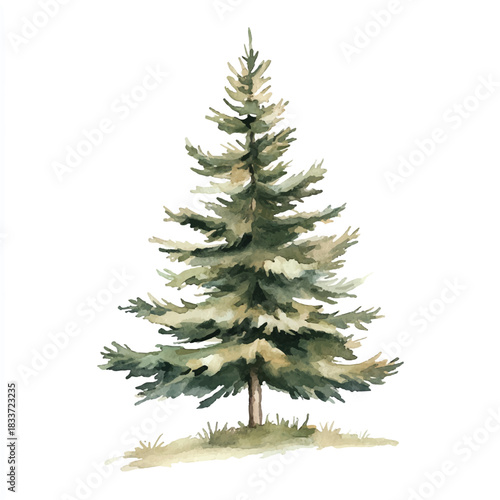 Single watercolor evergreen tree illustration.