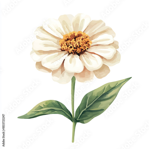 Single white zinnia flower blossom bloom.