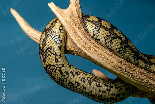 A python snake wrapped its coils around a tree branch.