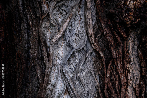 Bark of an old tree after a rain close-up.