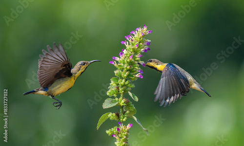 Male sunbirds feeding on nectar. Close up selective focus. Birds in action.
