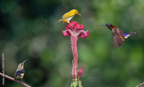 Sunbird male hovering and sucking nectar from flowers, the oriental white eye looks on perched on the flower. Selective focus
