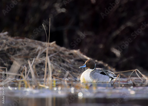 Northern Pintail (Anas acuta) on Ice