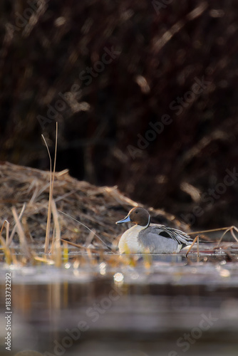 Northern Pintail (Anas acuta) on Ice
