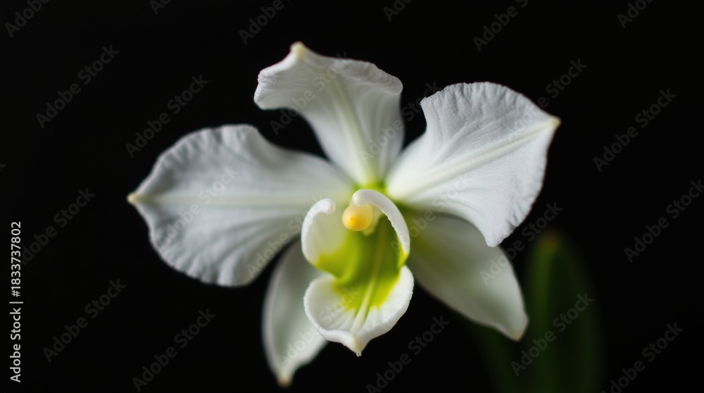 Fototapeta premium Delicate white orchid bloom with green center against a dark background