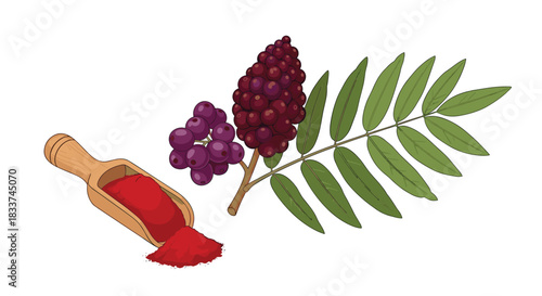 Sumac plant elements illustrated, featuring green leaves, fresh purple berries, and red powdered spice in a wooden scoop.