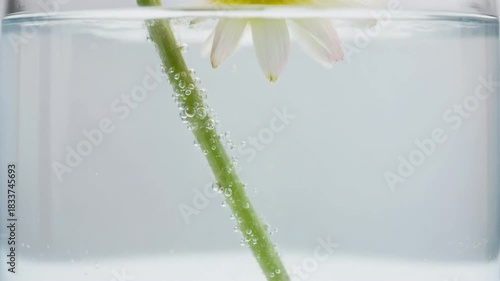 Fresh Daisy Stem in Sparkling Water with Bubbles