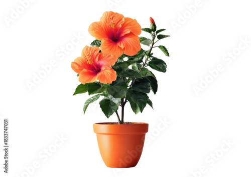 Wallpaper Mural Vibrant orange hibiscus plant with two open blooms and green leaves in a clay pot Torontodigital.ca