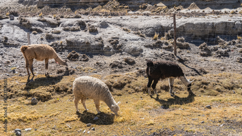 Fototapeta premium Three llamas are grazing in a corral, eating short, dry yellow grass. The animals heads are lowered to the ground. Mesh fence. Peru. Alpine pasture.