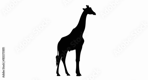 Silhouette of a Giraffe Standing Tall Against a White Background.