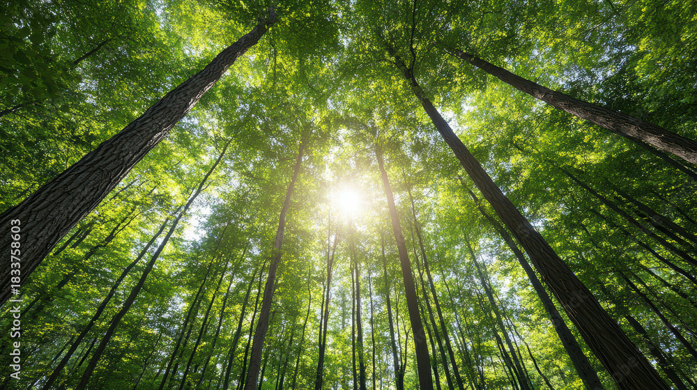 Naklejka premium Sunlit treetops forest sunlight canopy green leaves tall trees sunbeam woodland