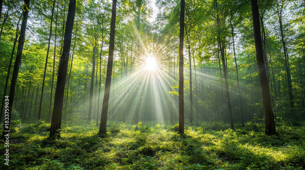 Obraz premium Sun rays forest morning light warm serene