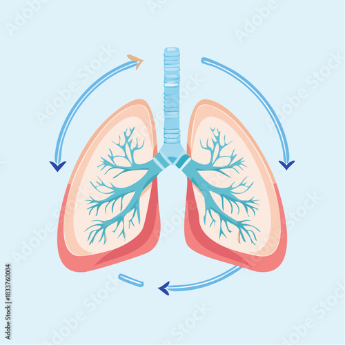 Anatomical Diagram of the Breathing Process