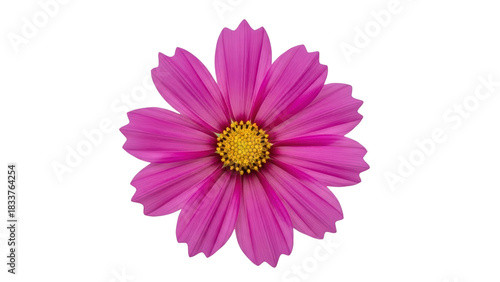 Vibrant Pink Cosmos Flower Isolated on White Background