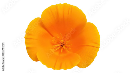 Vibrant Orange Flower with Delicate Petals Against a Black Background