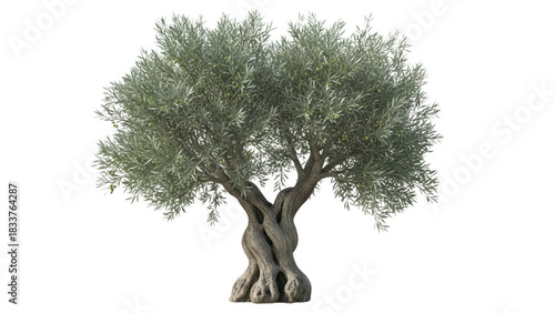 Ancient Olive Tree with Twisted Trunk and Lush Green Leaves