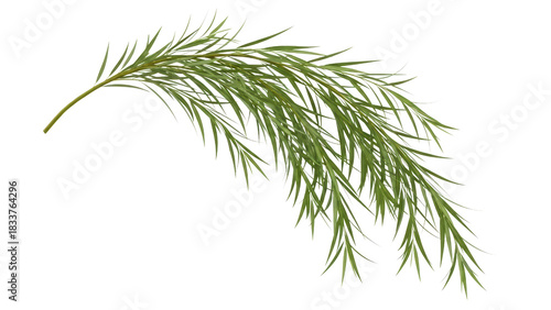 Fresh Green Pine Branch with Fine Needles Isolated on White Background