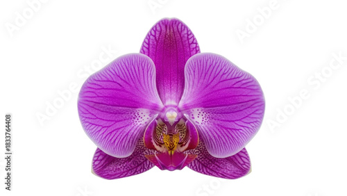 Vibrant Purple Orchid Blossom Isolated on White Background