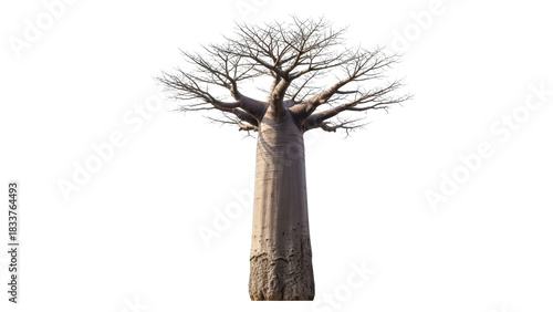 Majestic Baobab Tree with Expansive Branches Against Clear Sky