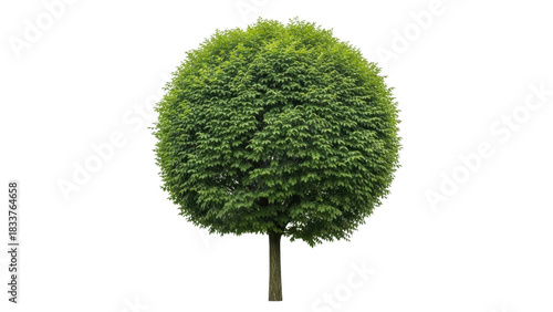 Round Green Tree with Dense Foliage Isolated on a White Background