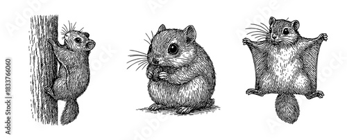 蝦夷モモンガの仕草ペン画セット（木登り・おすわり・飛膜）、Ezo Flying Squirrel Gesture Set (Climbing, Sitting, Gliding)
