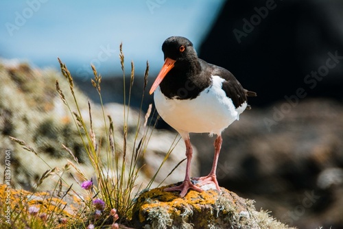 Oyster catcher Scotland wildlife