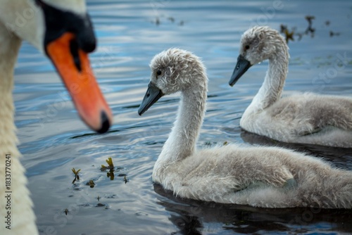 Εκτύπωση καμβά mute swan cygnets on water Scotland wildlife