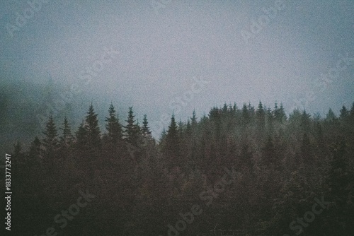 fog in the forest Scotland landscapes