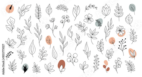 Large collection of hand-drawn botanical elements including leaves flowers and branches with abstract shapes for minimalist design.