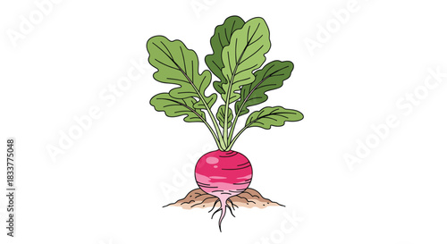 Colorful hand-drawn illustration of a single fresh red radish with green leafy tops growing in the soil on a white background.