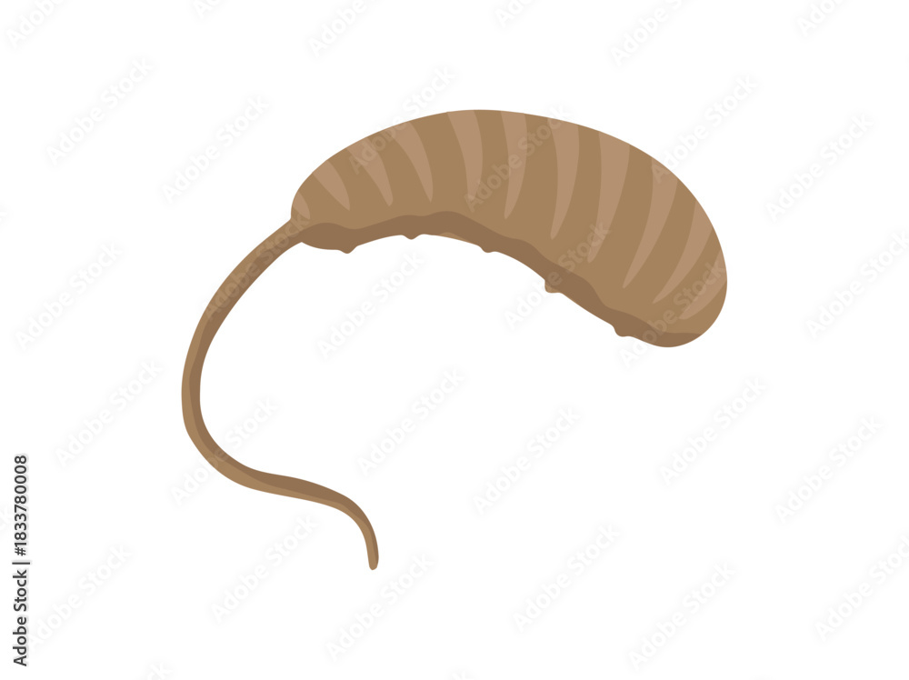 Fototapeta premium Larva Maggot Rat Tail 