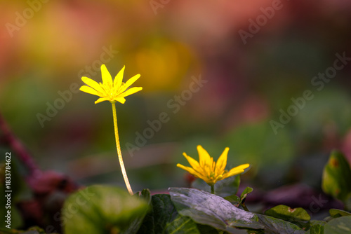 Die kleine gelbe Blüte ragt aus dem Grün wie ein winziger Sonnenstrahl, der vergessen hat, zum Himmel aufzusteigen. Ihr schlanker Stiel schimmert, als hätte jemand Licht darin versteckt, und um sie he