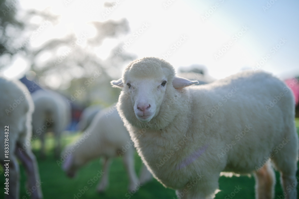 Fototapeta premium A fluffy sheep stands in a grassy field, surrounded by other sheep, with sunlight filtering through the trees in the background.