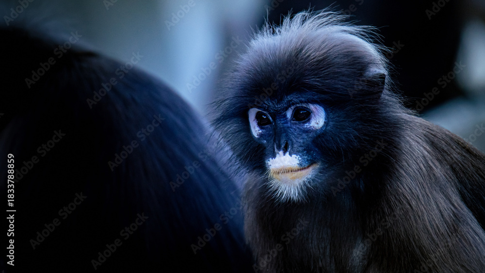 Fototapeta premium Dusky leaf monkey with striking blue face watching