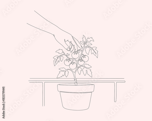 Hand tending to a thriving potted tomato plant, continuous line