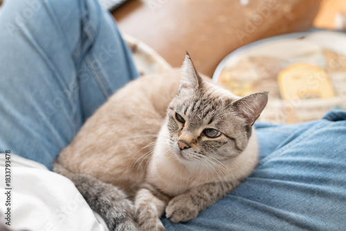 Wallpaper Mural 飼い主の膝の上でくつろぐ可愛い猫　シャムトラ猫 Torontodigital.ca