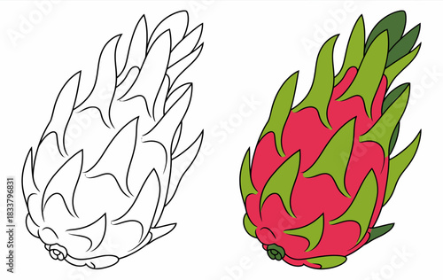 Dragon Fruit Outline and Colored Illustration Side-by-Side