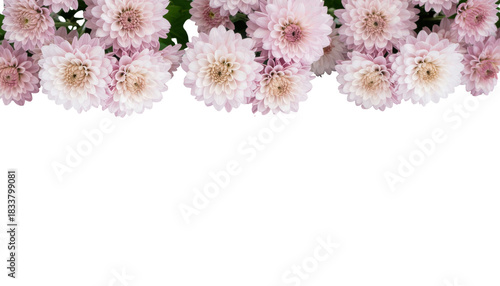 Delicate Arrangement of Soft Pink and White Chrysanthemums with Green Leaves on Transparent Background