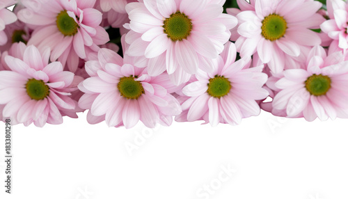 Pink Daisies with Delicate Petals Against a Transparent Background Ideal for Floral Designs