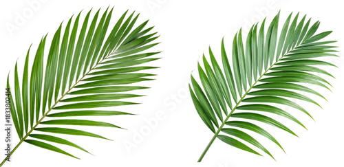 palm tree leaf, tropical green palm leaf on transparent background png file, Tropical frame with green palm leaves. Tropical plant branches isolated on a transparent background, Beautiful abstract
