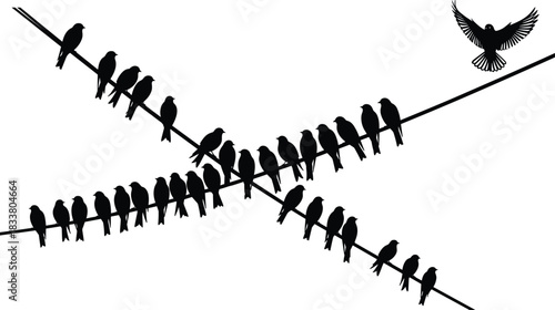 Flock of small birds sitting on crossing electric power lines and one bird flying, creating a communication cable silhouette against a white background