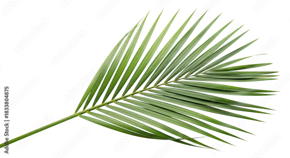 Obraz premium Isolated Green Palm Leaf On Black Background