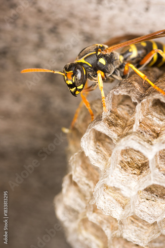 Close up of a paper wasp queen guarding her nest