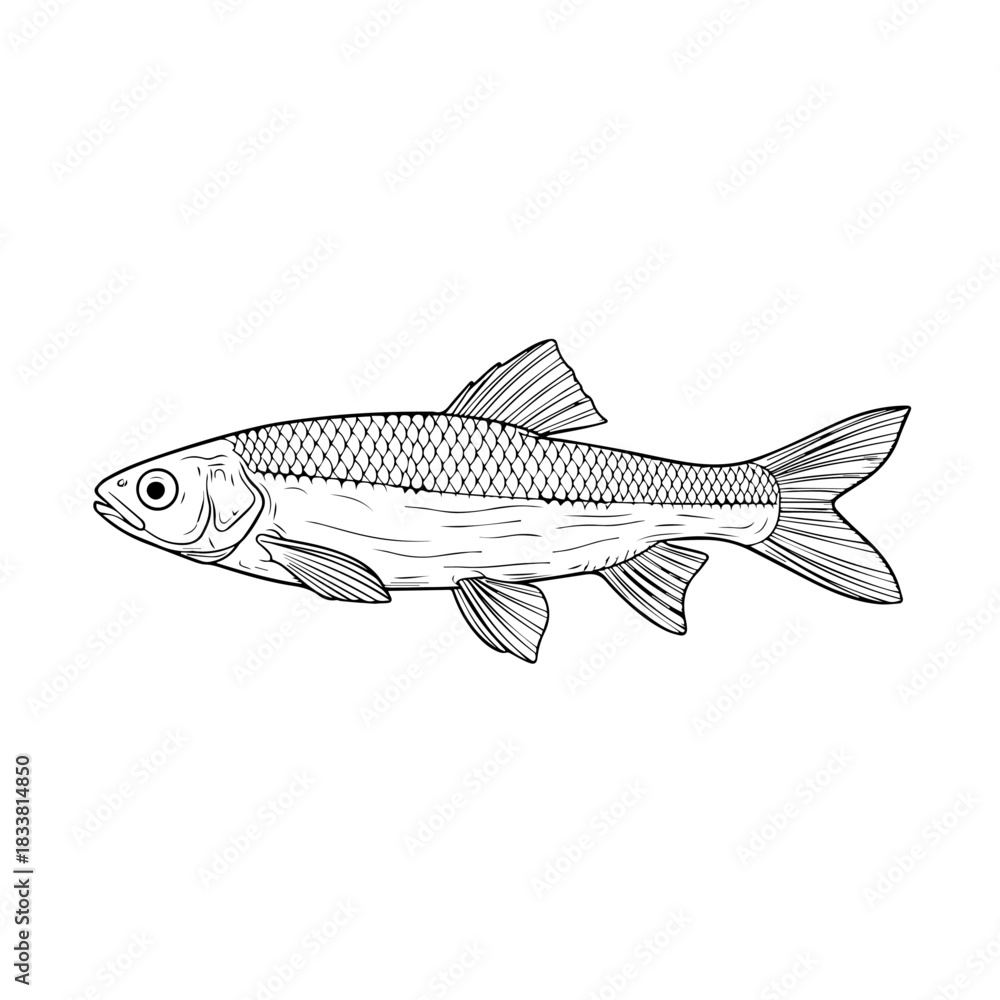 Naklejka premium Modern Fish Illustration Vector