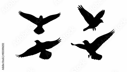 Silhouette of Flying Birds Collection Elegant Wildlife in Motion for Creative Designs and Nature Enthusiasts