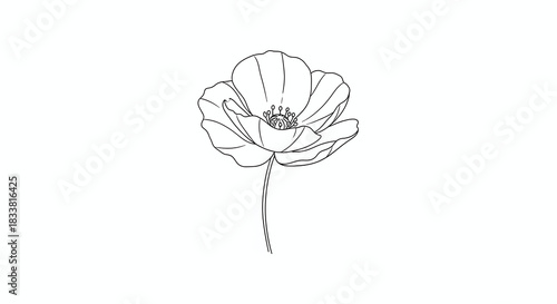 Simple poppy flower outline on white background.