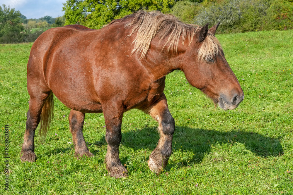 Fototapeta premium Comtois-Pferd auf der Weide