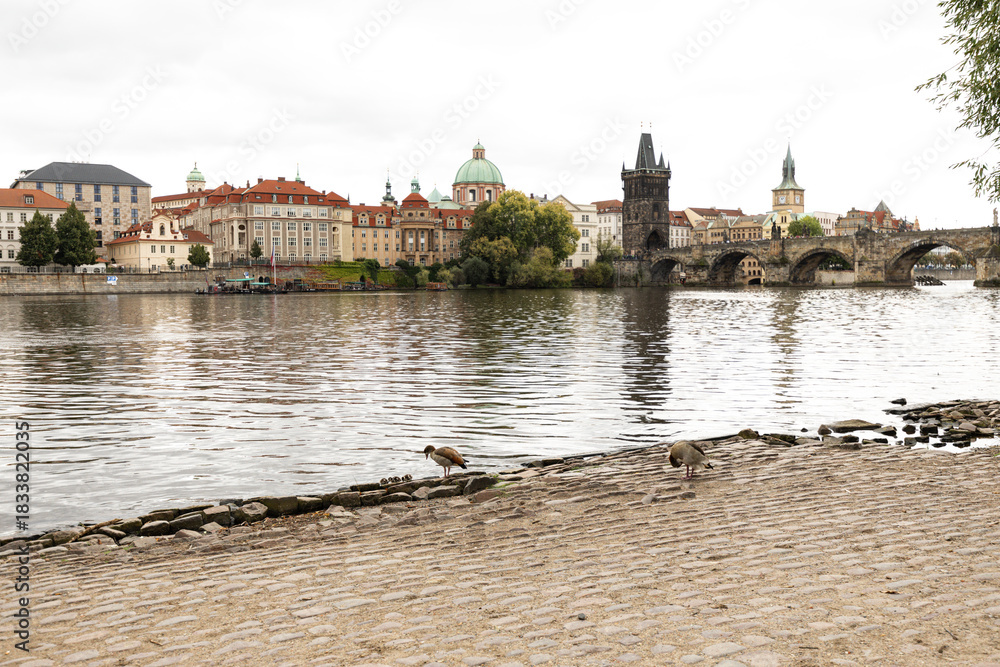 Obraz premium Charles Bridge, Vltava river and ducks view with copy space in Prague