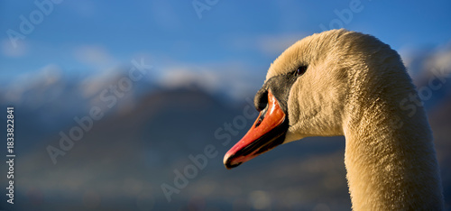 Fototapeta Naklejka Na Ścianę i Meble -  White swan on Lake Como